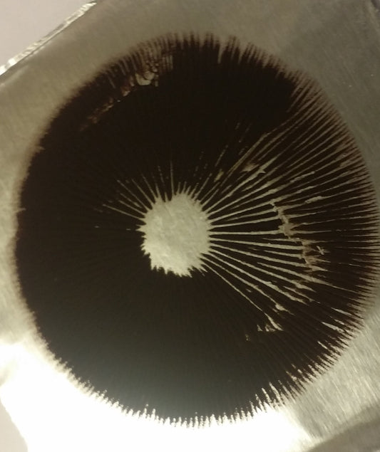 Cubensis Spore Prints