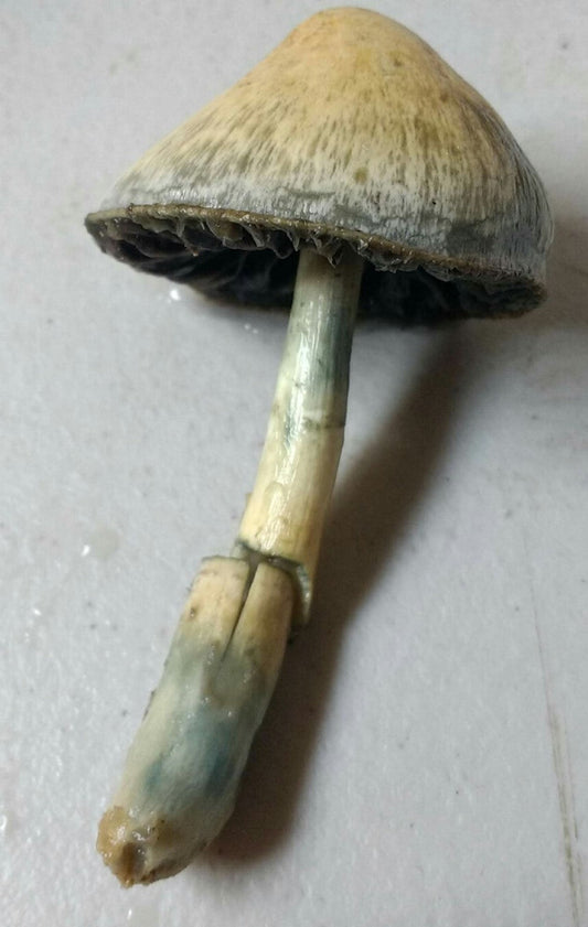 Cubensis Spore Swabs