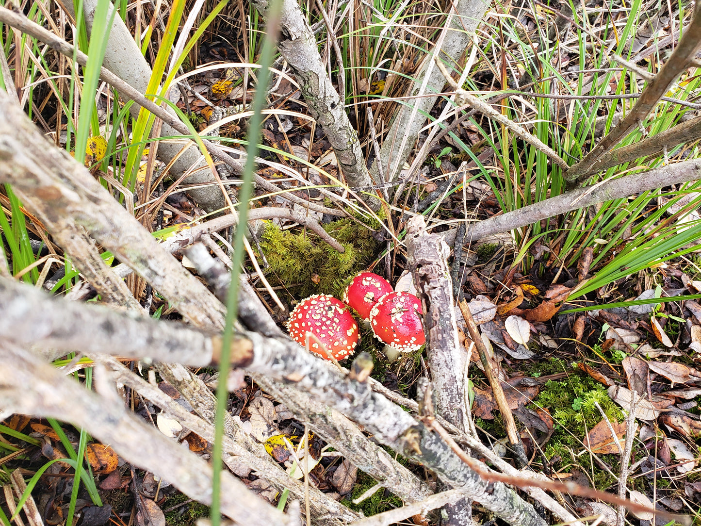 Dried Amanita muscaria - Fly Agaric (Buttons Only)