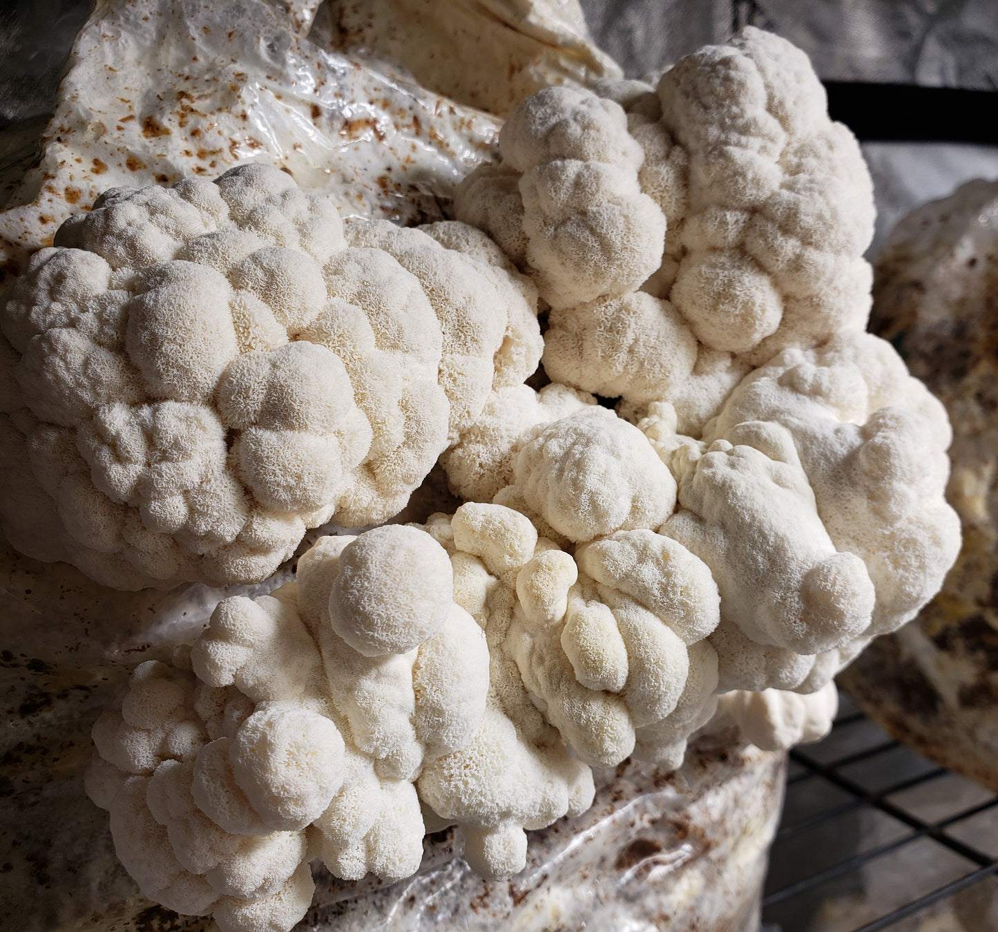 10mL Liquid Culture: Hericium erinaceus - Lion's Mane Mushroom