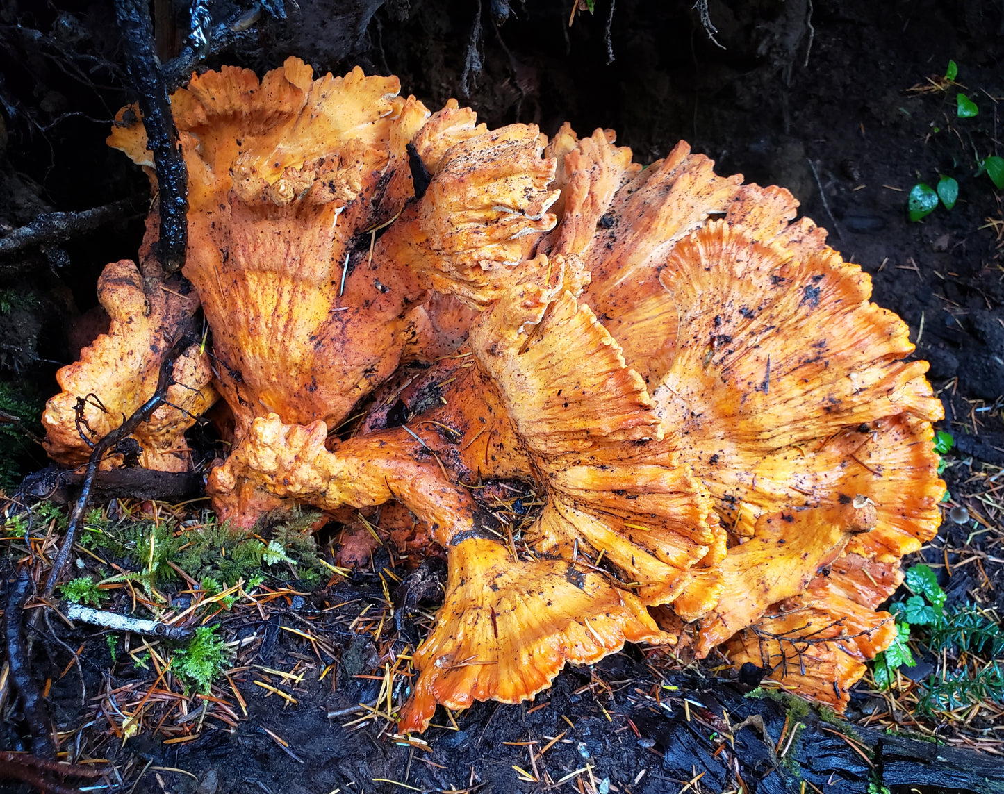 Dried Chicken of the Woods powder