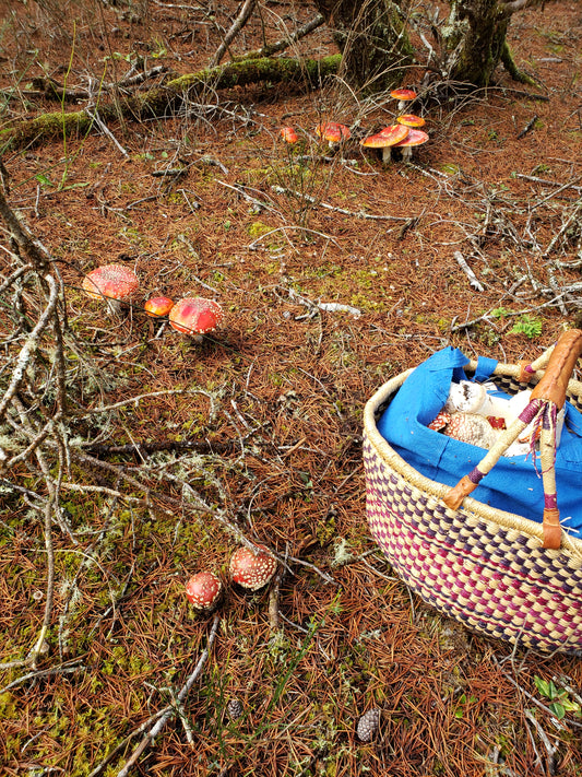 Dried Amanita muscaria - Fly Agaric (Caps & Stems)