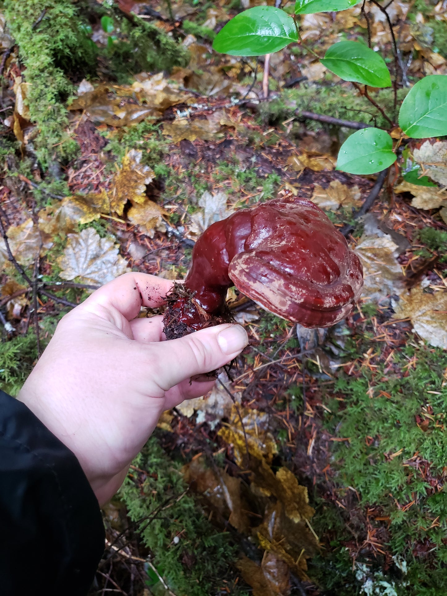10mL Liquid Culture: Ganoderma oregonense - Oregon Reishi