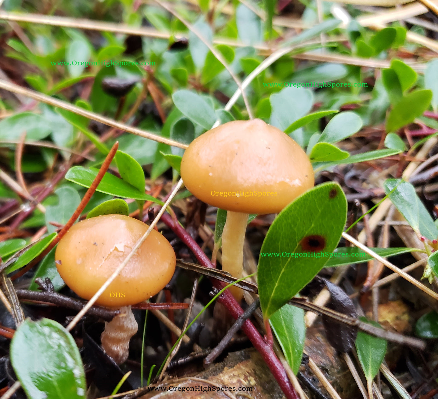 Spore Print: Psilocybe cyanescens var. Willamette Valley
