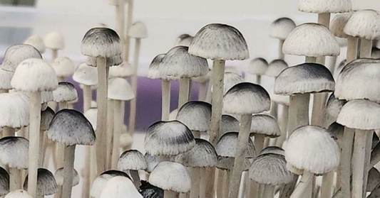 Spore Print: Panaeolus cyanescens var. Bunnell FL