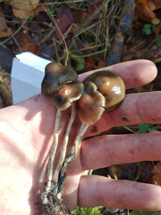 Spore Print: Psilocybe serbica var. Warsaw Poland