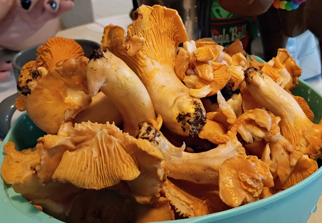 Dried Pacific Golden chanterelles - 4oz