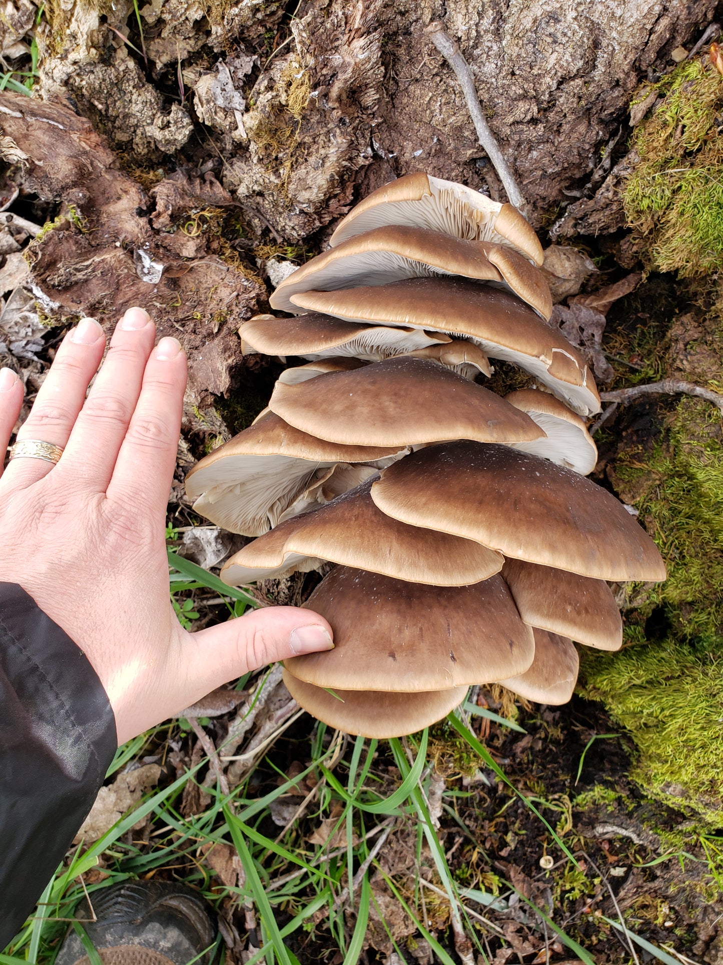 10mL Liquid Culture: Pleurotus ostreatus var. Cottonwood Oyster (wild clone)