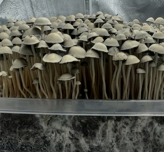 Spore Print: Panaeolus cyanescens var. TTBVI