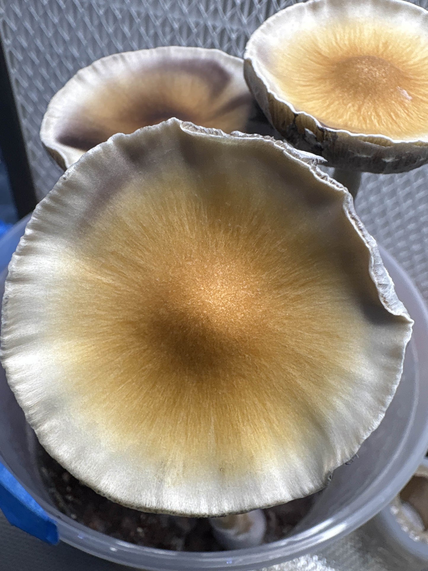 Psilocybe cubensis var. Florida (wild F1) spores