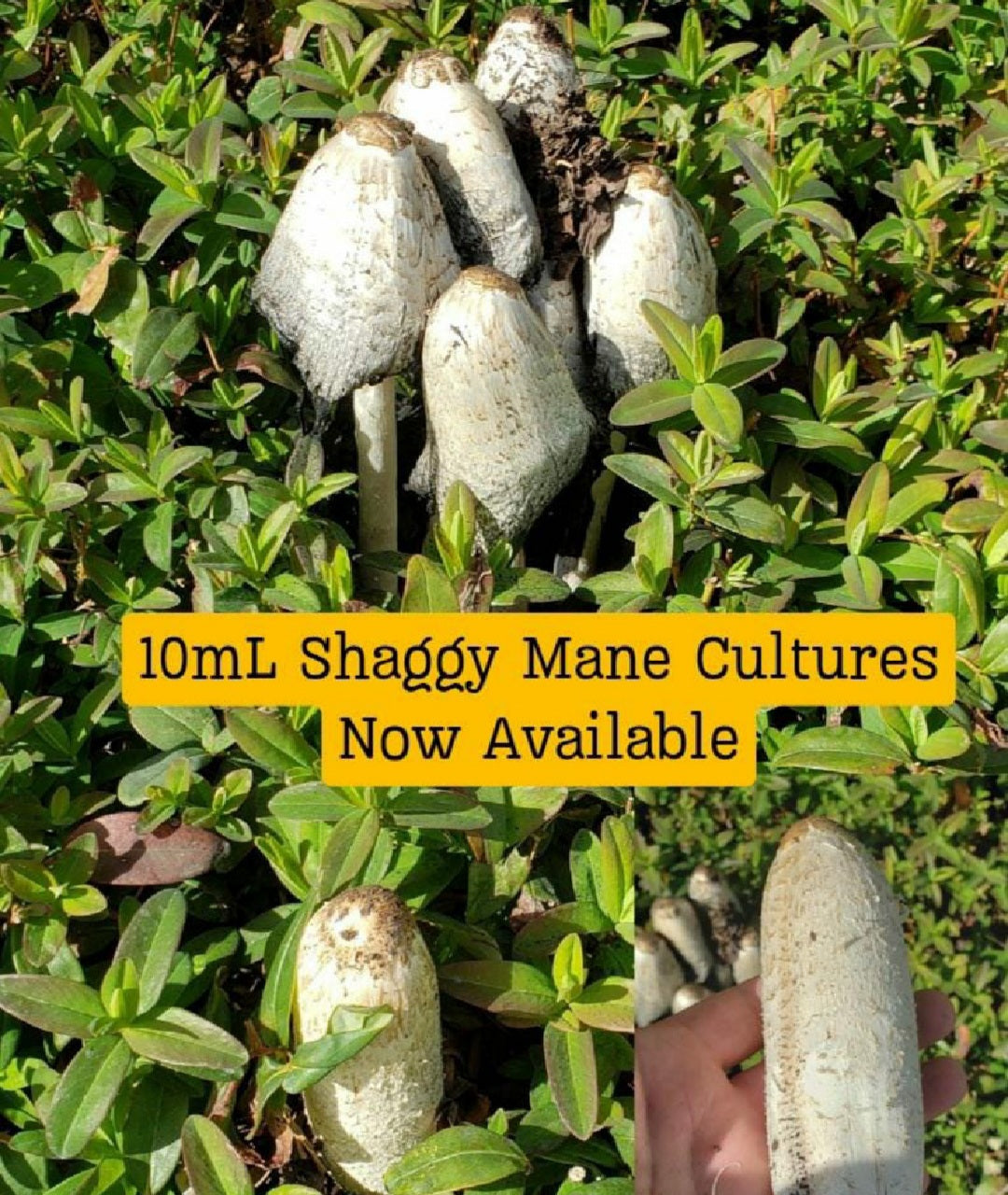 10mL Liquid Culture: Coprinus comatus (Shaggy Mane) from wild clone