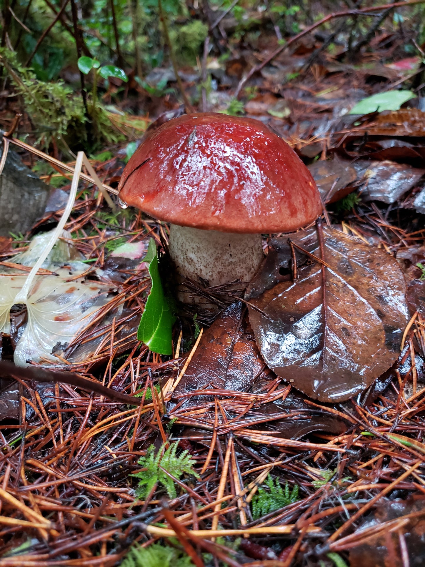 Dried Scabered Pine Bolete - Leccinum aurantiacum- 4oz