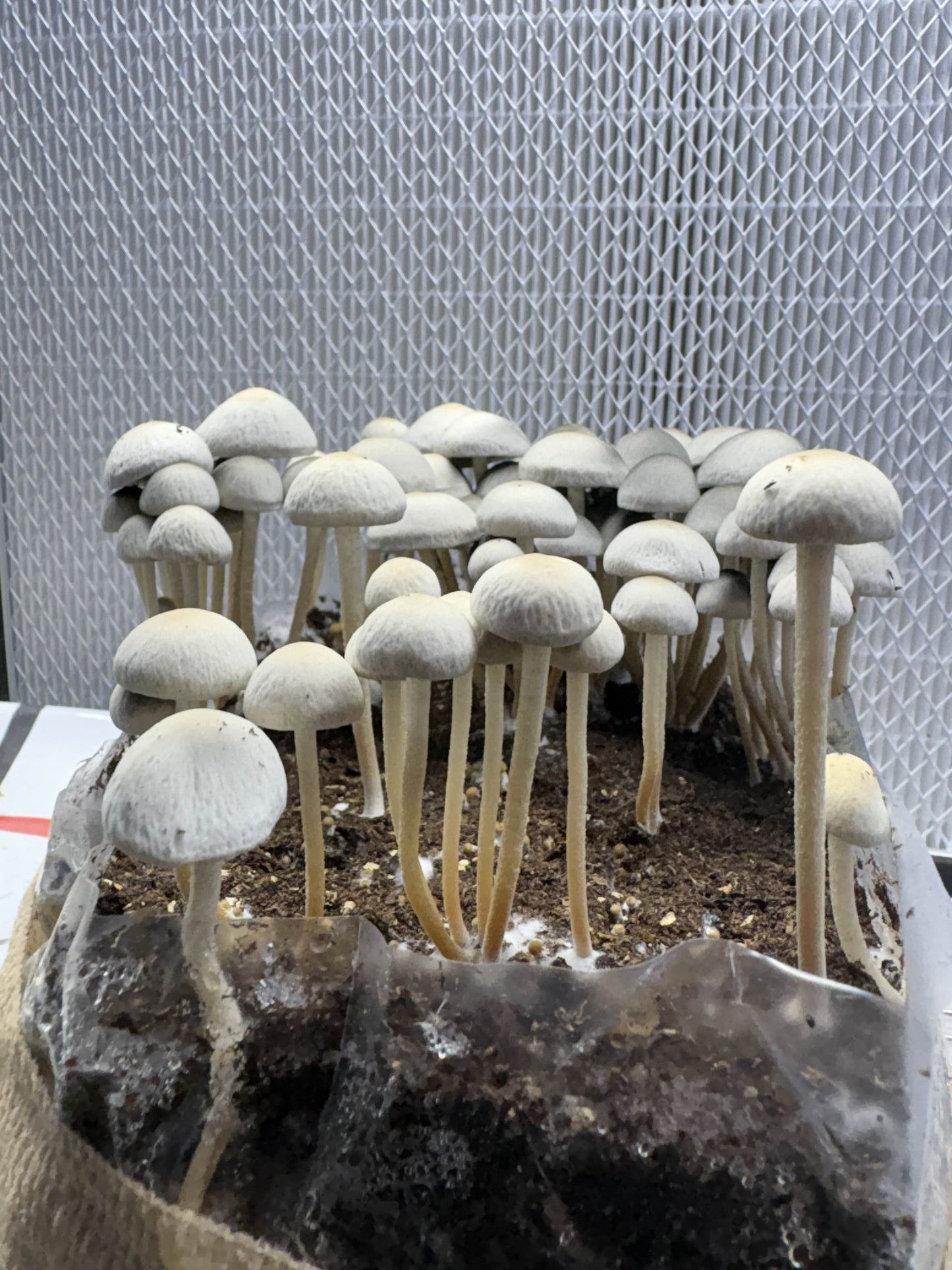 Spore Print: Panaeolus cyanescens var. Byron Bay