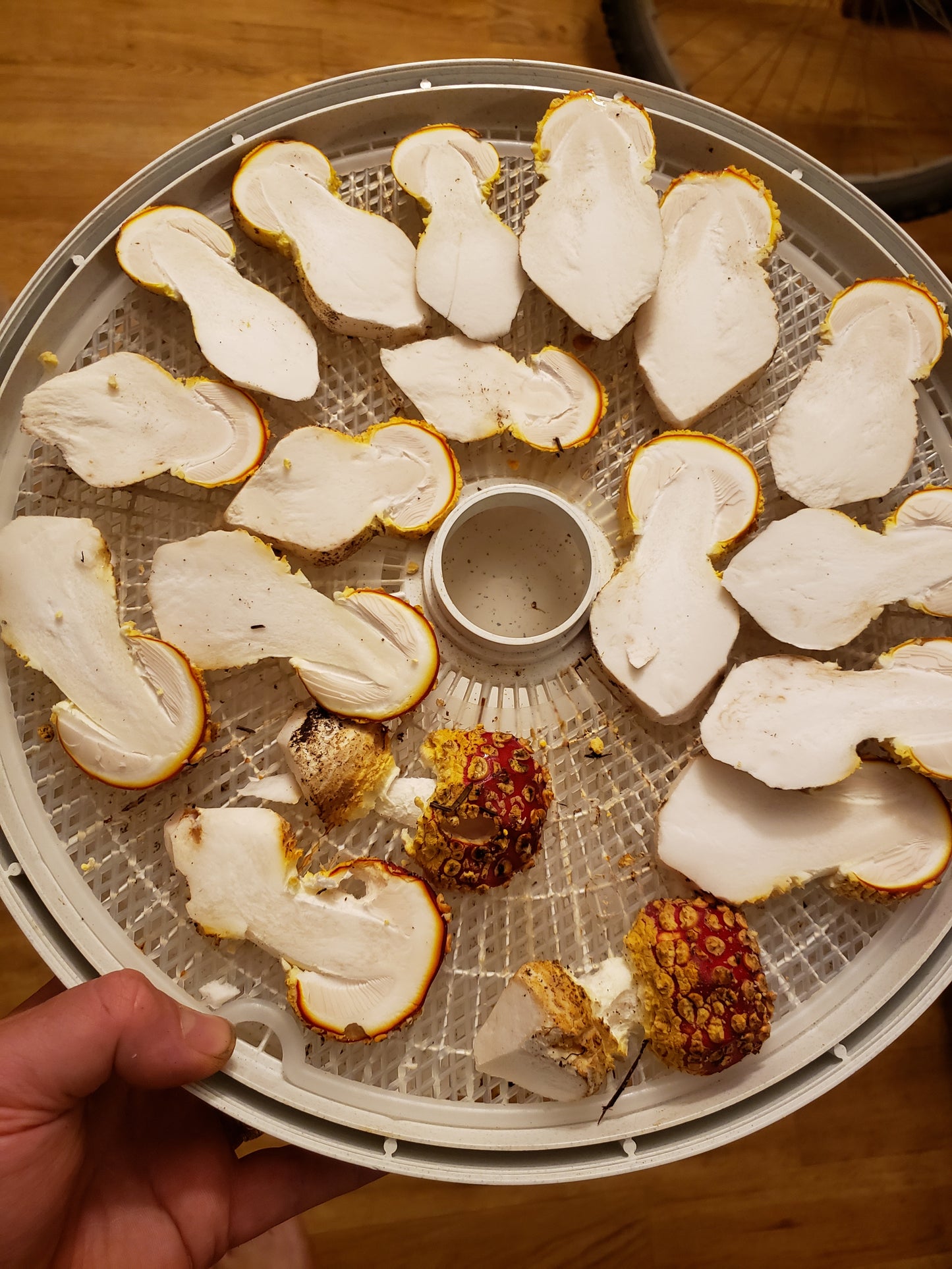 Dried Amanita muscaria - Fly Agaric (Buttons Only)