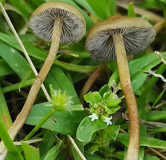 Spore Print: Psilocybe ingeli