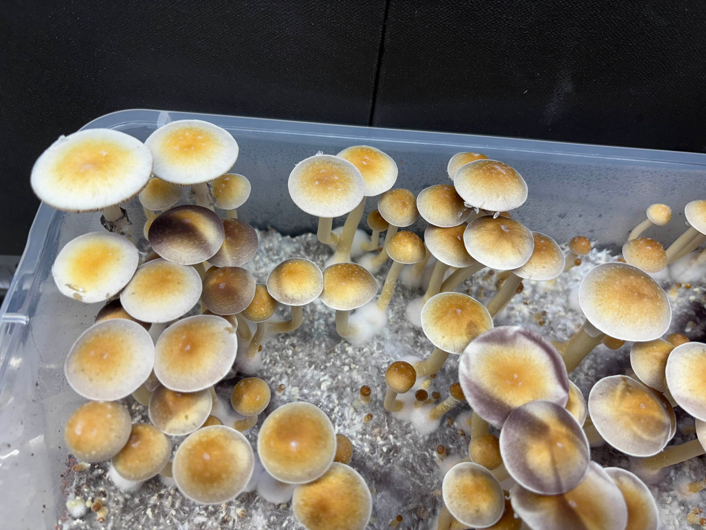 Psilocybe cubensis var. Wobbly Boots (Australia) spores