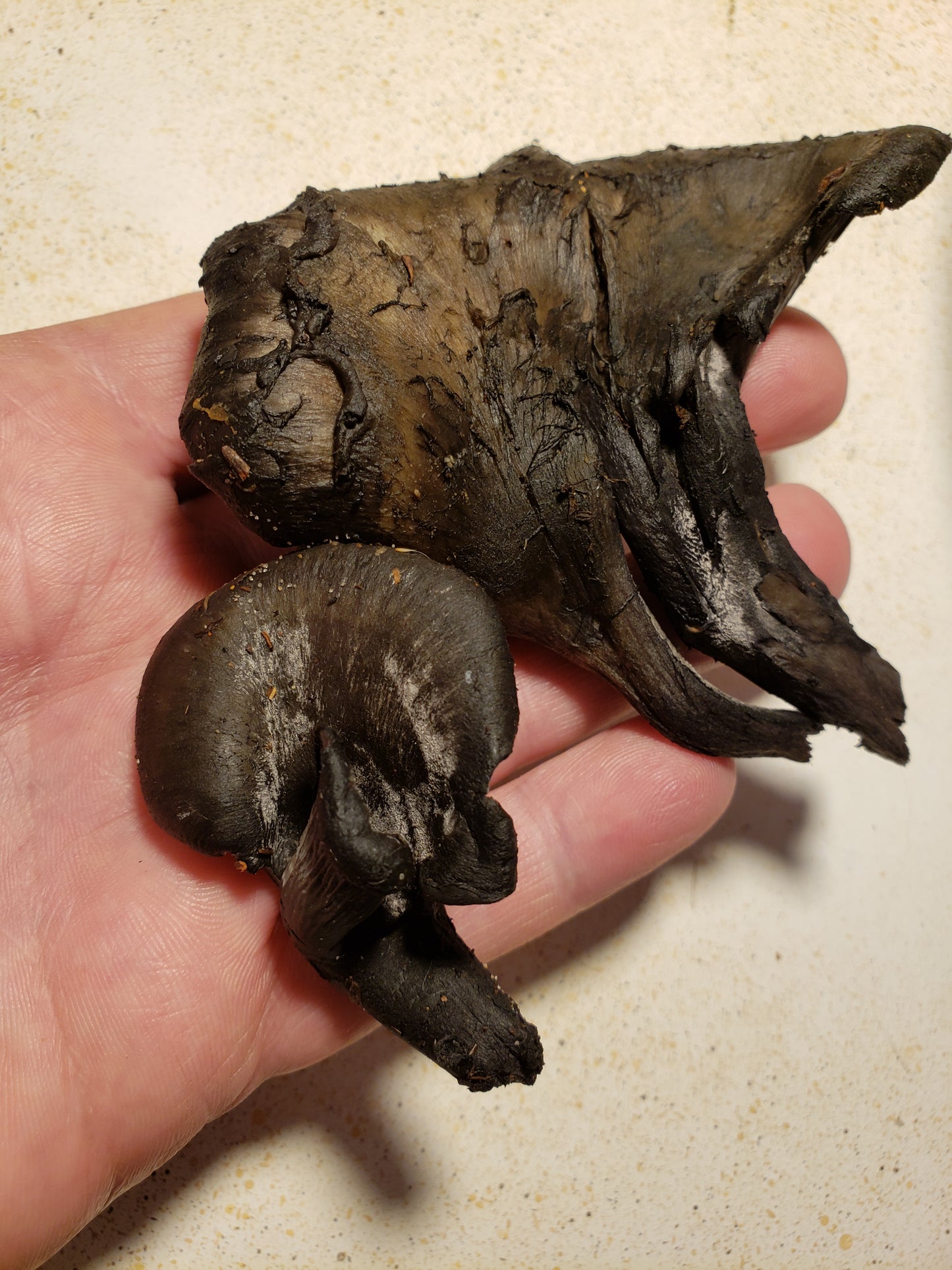 10mL Liquid Culture: Blue Chanterelles (Polyozellus marymargaretae)