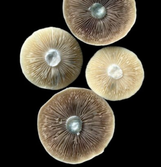 Psilocybe cubensis var. PE #6 Spores