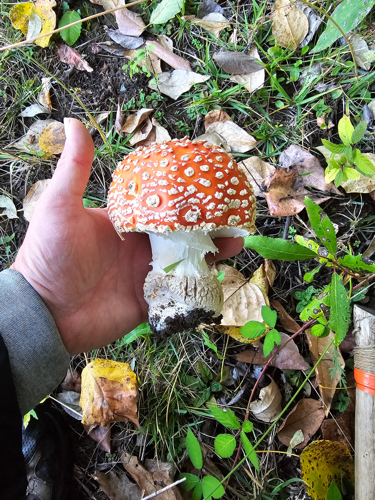 1oz Dried Amanita - Fly Agaric Red-Orange Variant
