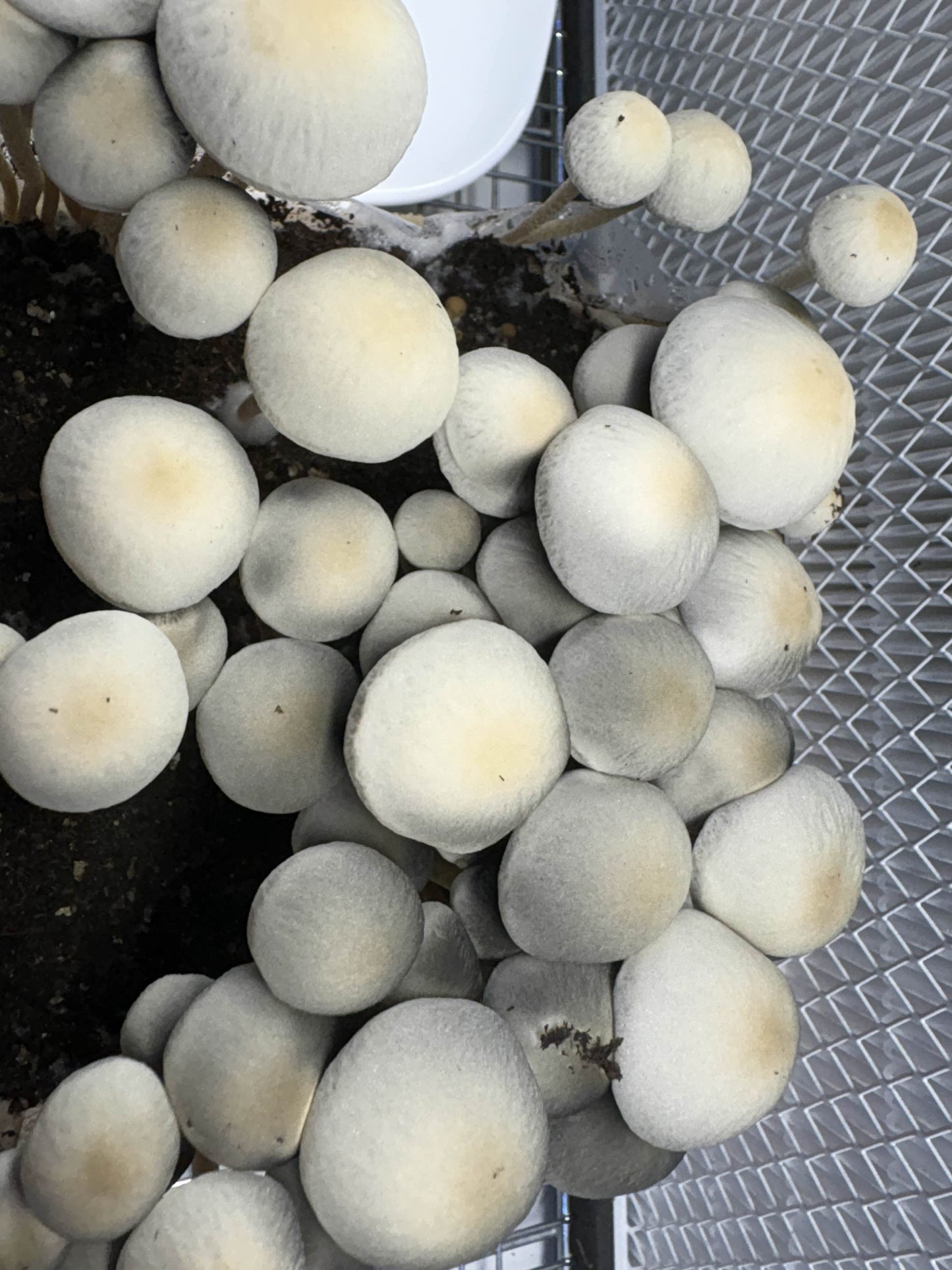 Panaeolus cyanescens var. Huasteca Spores