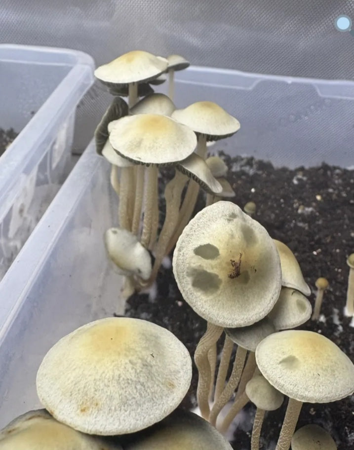 10mL Panaeolus cyanescens var. Naolinco