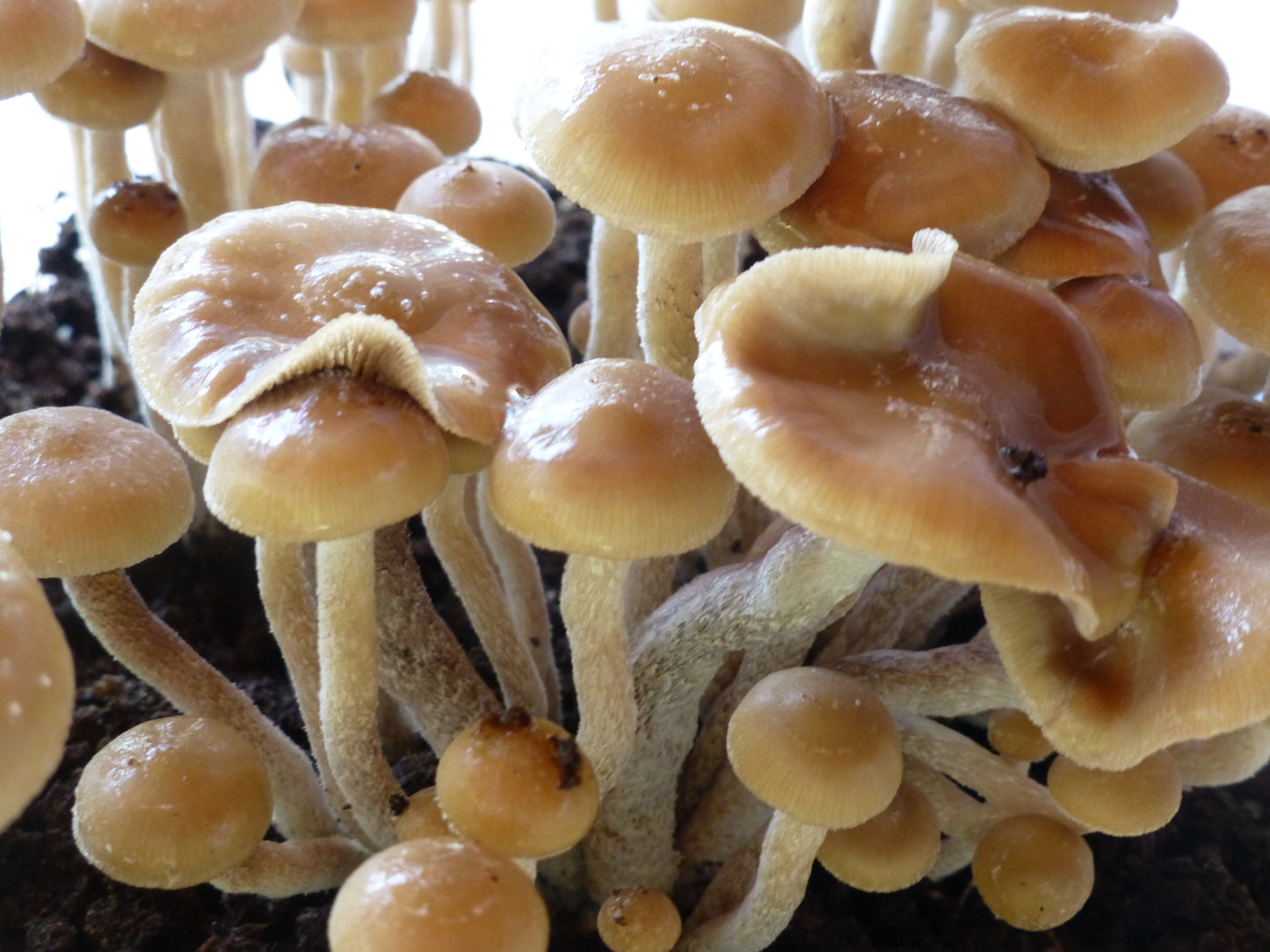 Spore Print: Psilocybe zapotecorum var. Iquitos Peru