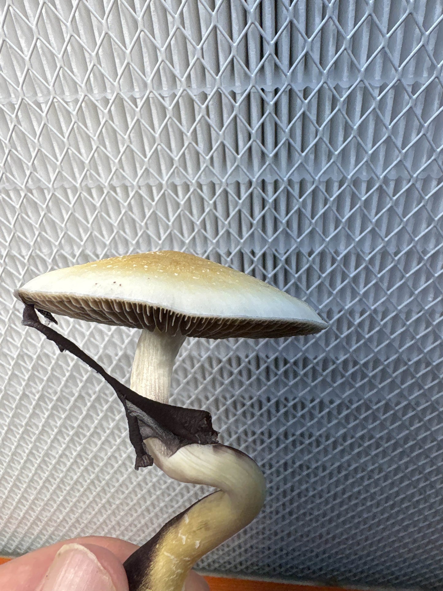 Psilocybe cubensis var. Golden Satellites Spores
