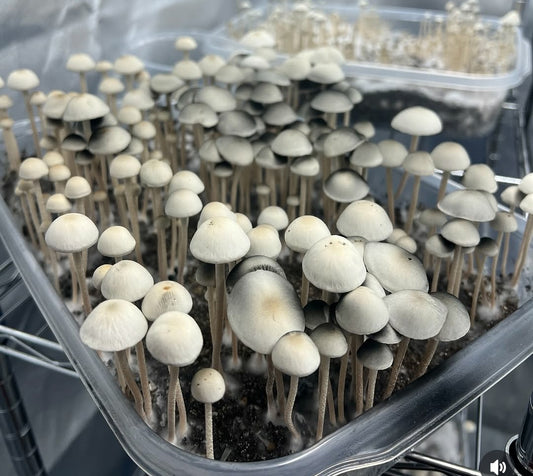 Spore Print: Panaeolus cyanescens var. Nightcap