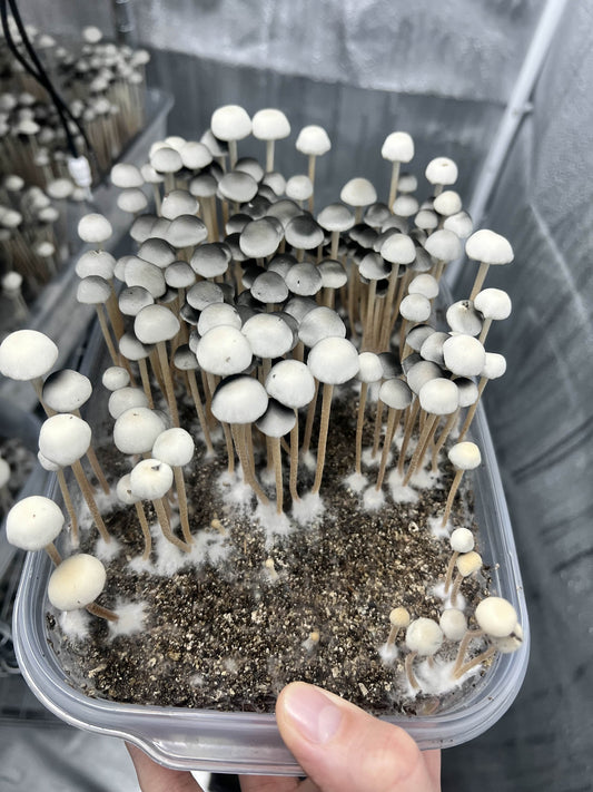 Spore Print: Panaeolus cyanescens var. Veracruz