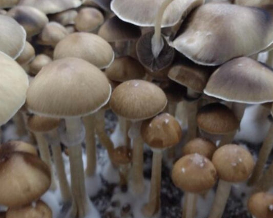 Psilocybe cubensis var. Fiji Spores