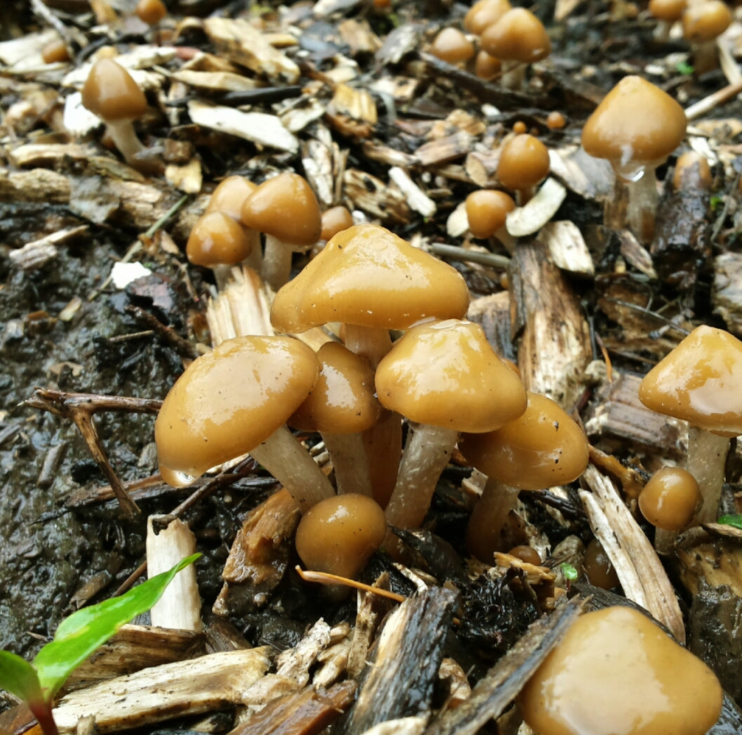 Psilocybe azurescens var. West Oregon