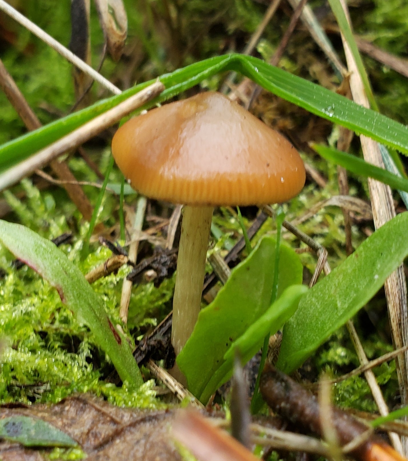 Psilocybe cyanescens var. South Africa Discovery specimens