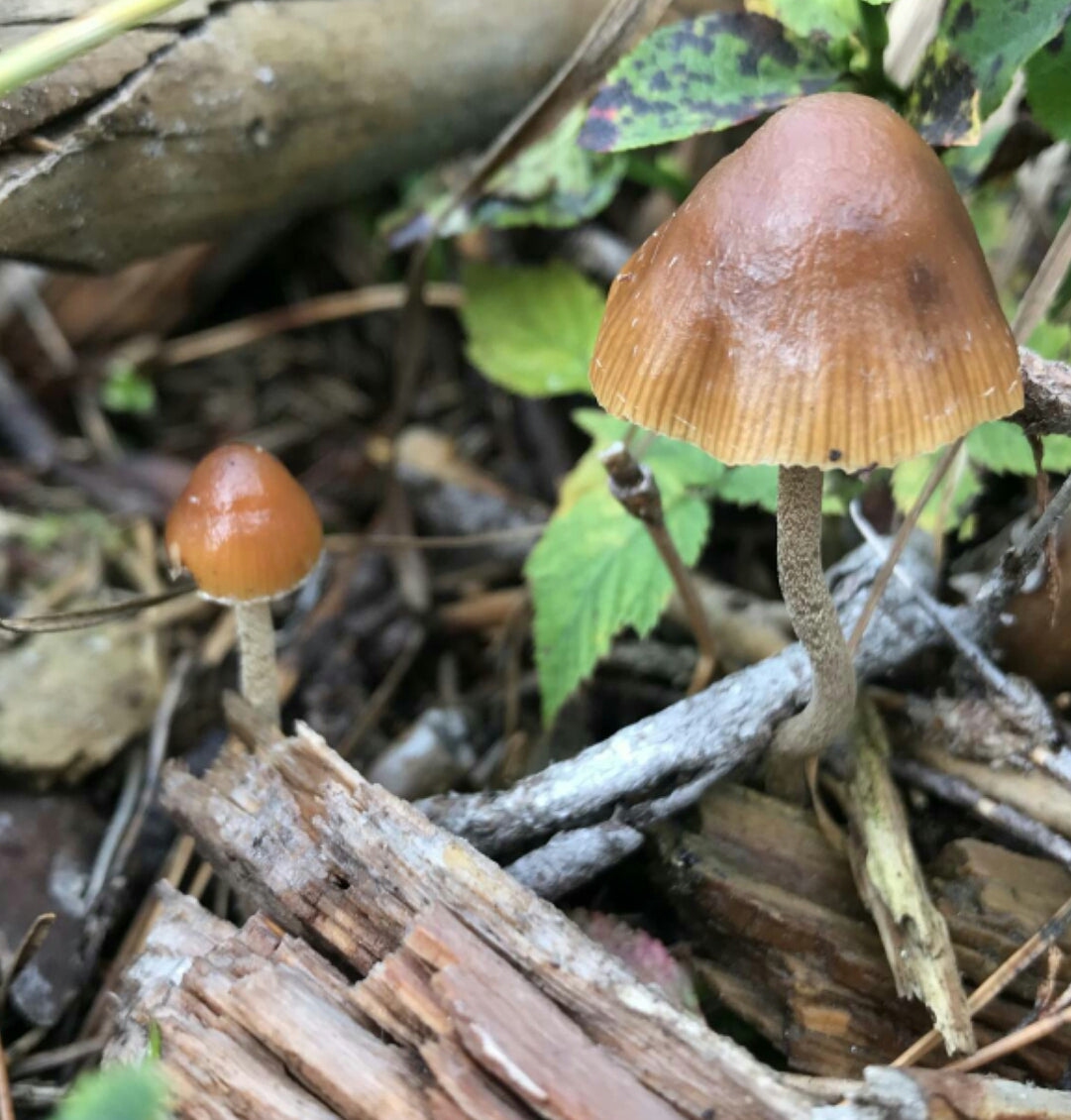 Psilocybe medullosa, Estonia. Discovery specimens.