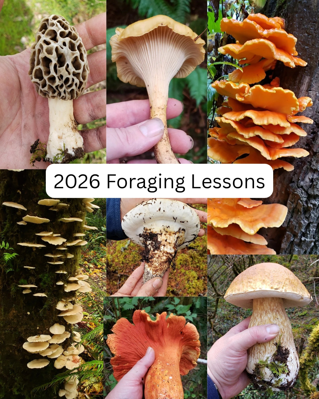 Oregon Mushroom Foraging Lessons