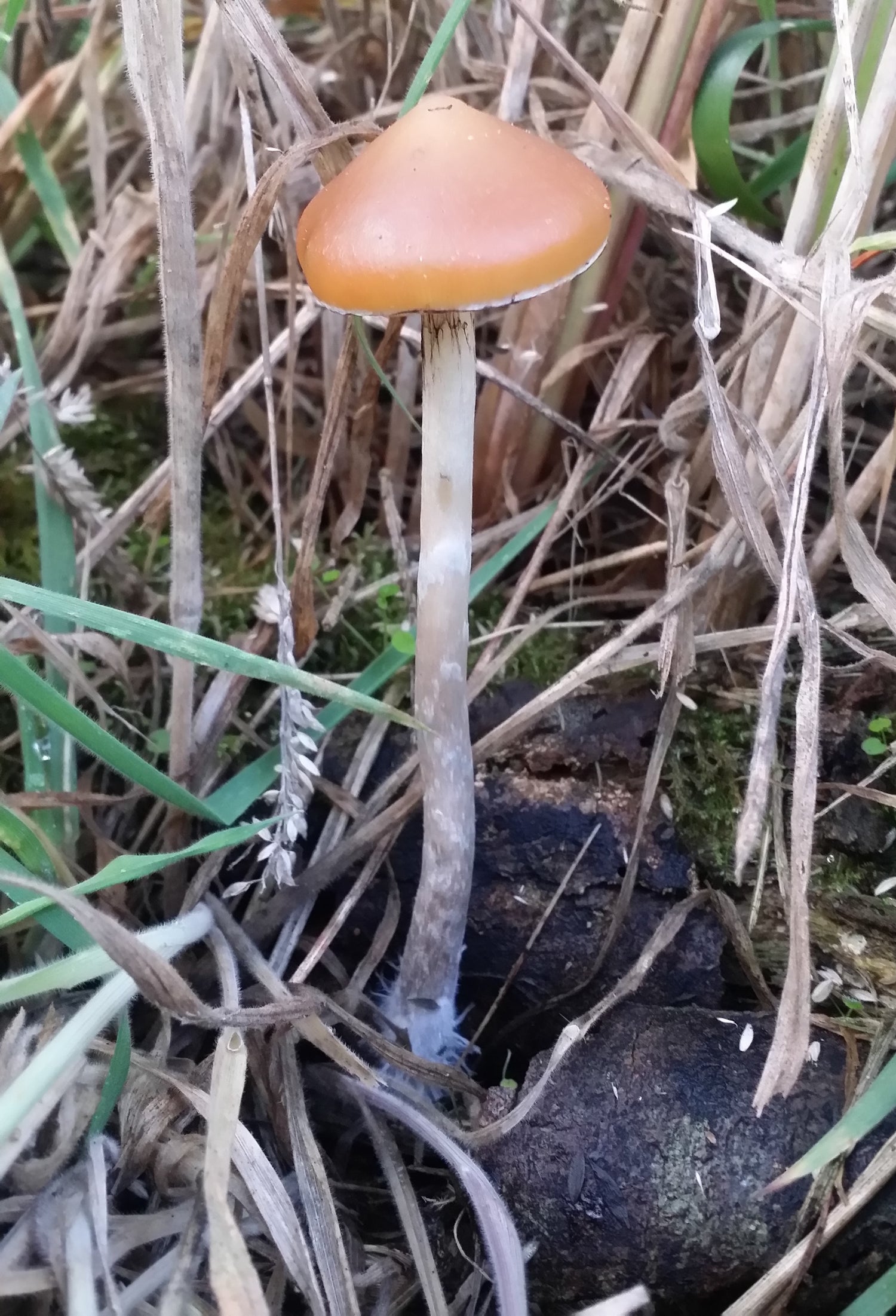 Psilocybe azurescens var. West Oregon Fall 2020