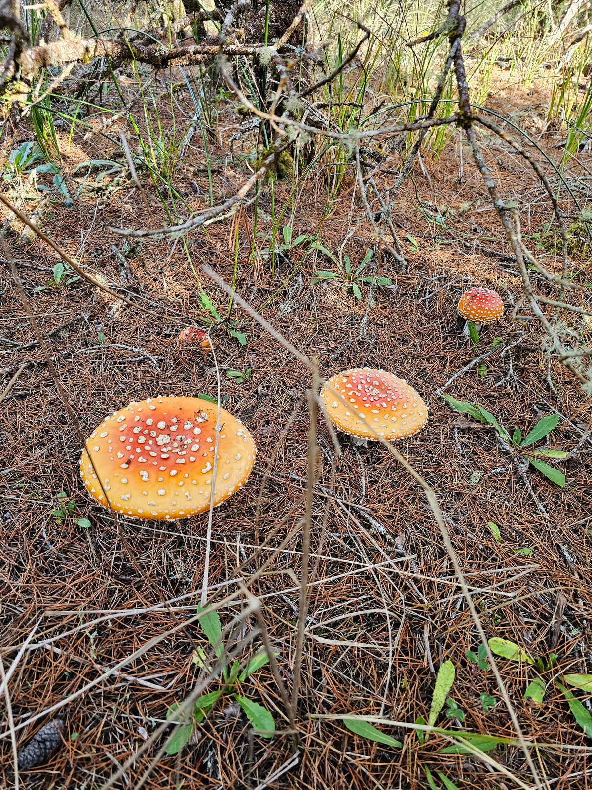 1oz Dried Amanita - Fly Agaric Red-Orange Variant (Shore Pine)