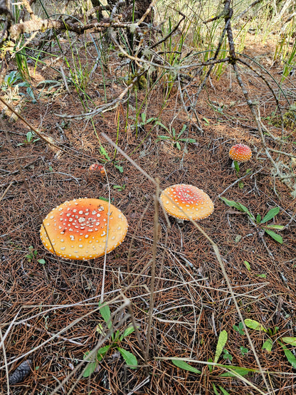 1oz Dried Amanita - Fly Agaric Red-Orange Variant (Shore Pine)