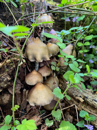 Spore Print: Psilocybe ovoideocystidiata var. Susquehanna Wizard Hat