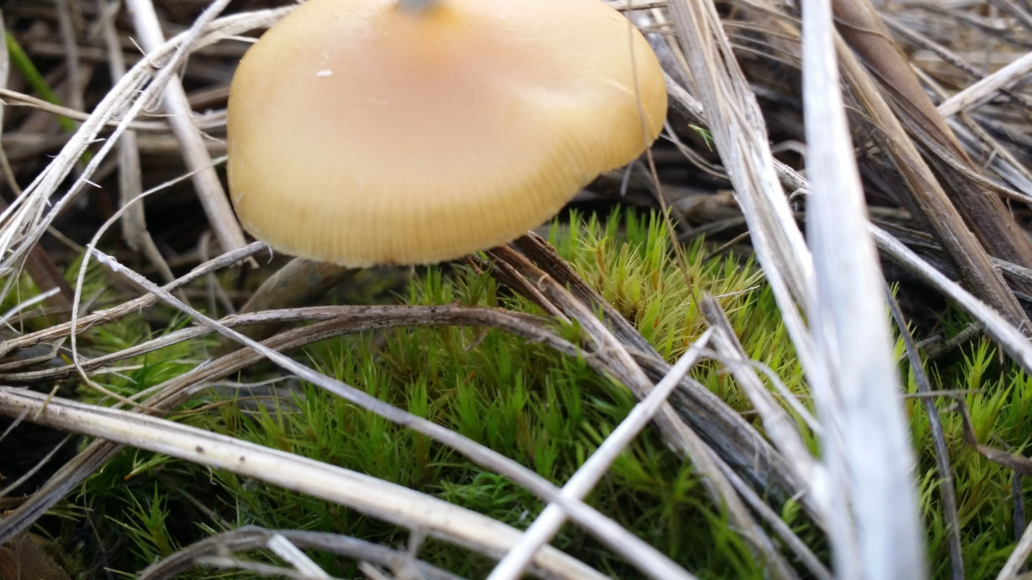Psilocybe azurescens var. Oregon Coast Spores