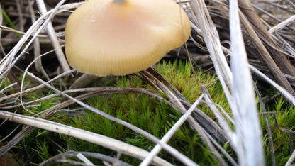 Psilocybe azurescens var. Oregon Coast Spores