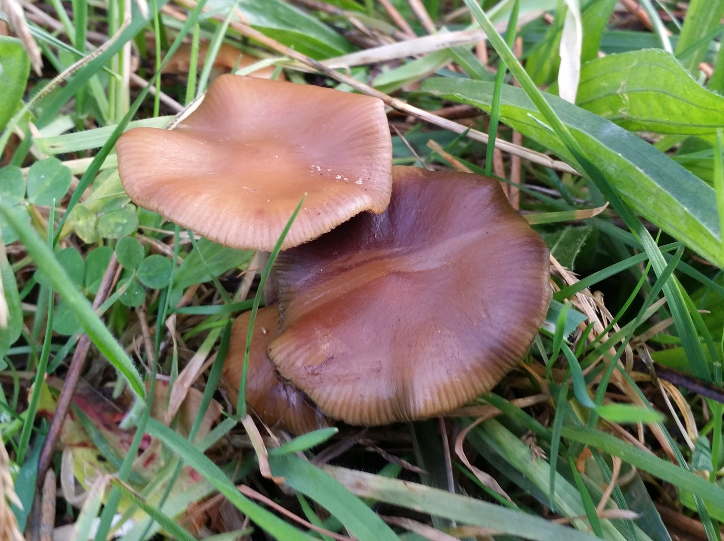 Spore Print: Psilocybe cyanescens var. Willamette Valley