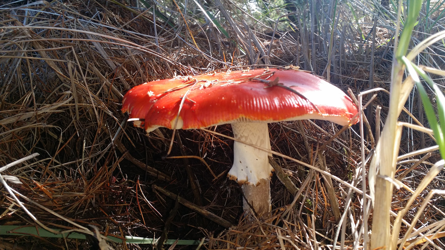 Dried Amanita (Caps & Stems)