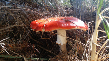 Dried Amanita (Caps & Stems)