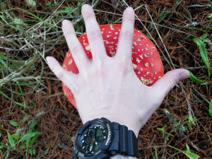 Dried Amanita (Caps & Stems)