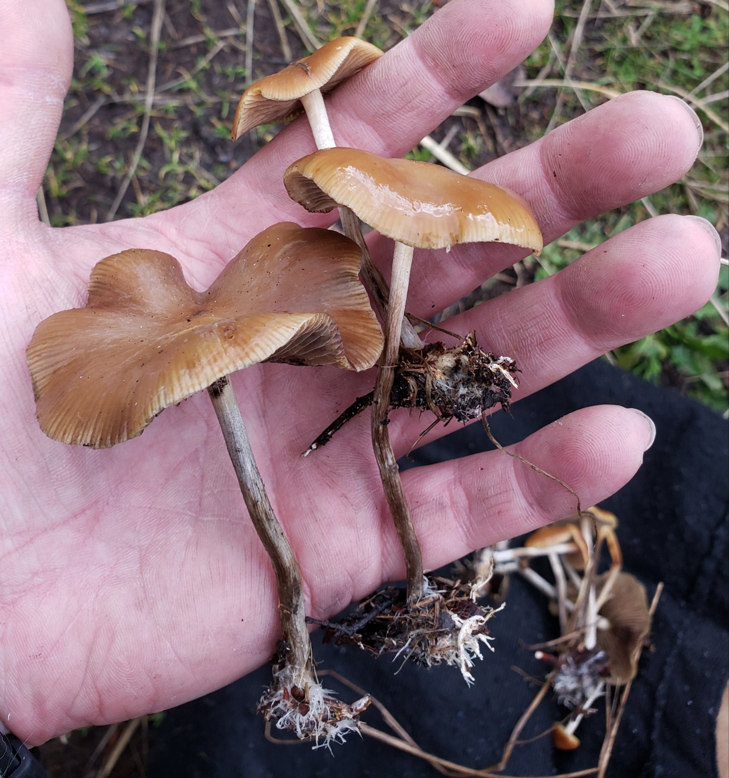 Spore Print: Psilocybe cyanescens var. Willamette Valley