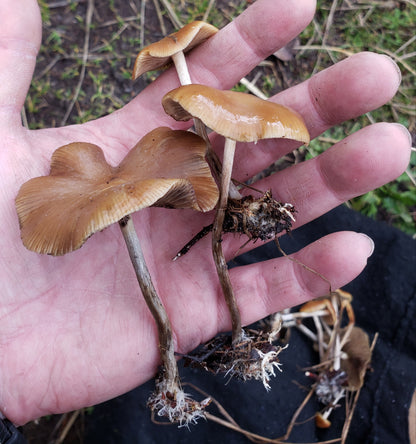 Spore Print: Psilocybe cyanescens var. Willamette Valley