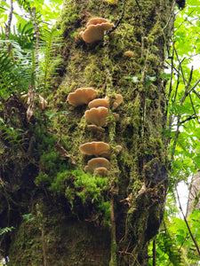 10mL Liquid Culture: Pleurotus pulmonarius var. Tillamook Bay Oyster Mushroom (wild PNW clone)