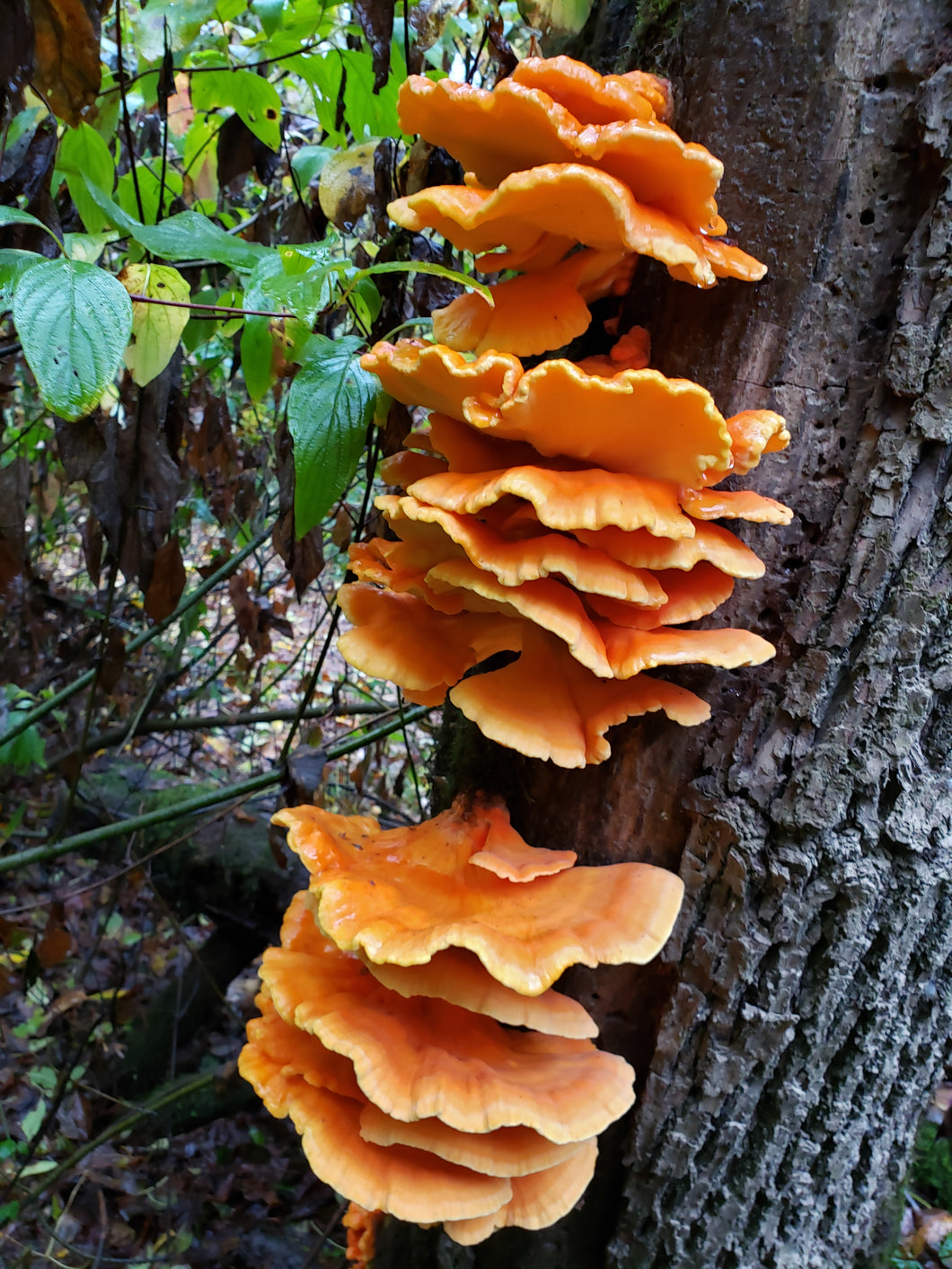 10mL Liquid Culture: Laetiporus sulphureus - Chicken of the Woods (Willamette River Clone)