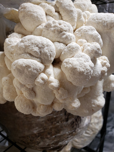 Dried Lion's Mane Mushroom