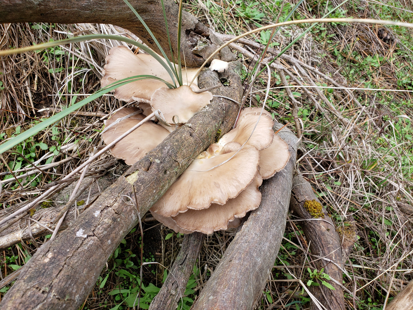 10mL Liquid Culture: Pleurotus pulmonarius var. Pacific City Scotchbroom Oyster